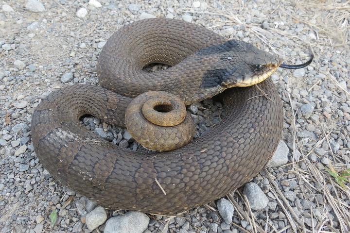 Eastern Hognose Snake